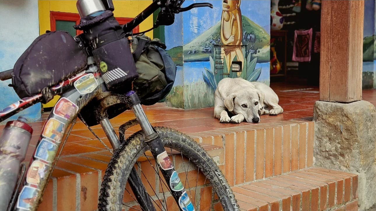 Perro y bicicleta